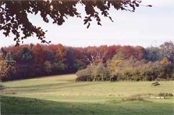 Forster Country Landscape